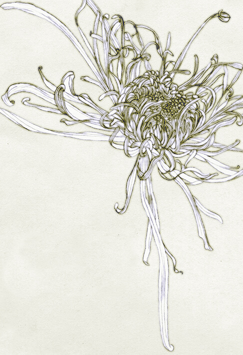 糸菊